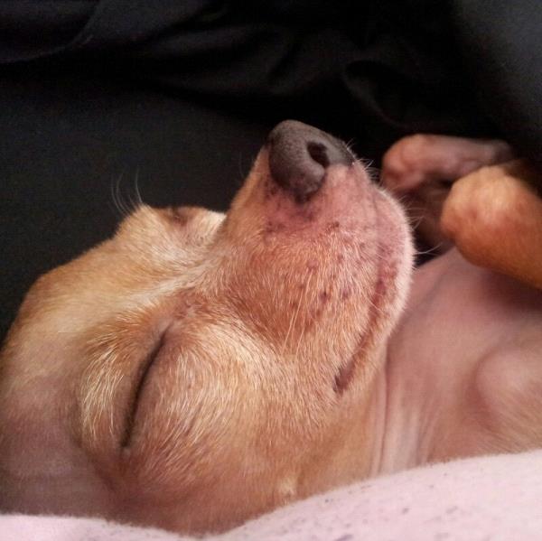 /Images/uploads/Humane Society of Utah/HSUCalendar/entries/1525thumb.jpg